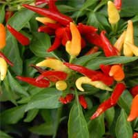 Capsicum Annuum for Healthy Inflammatory Ear Response