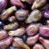 Grape Seed Extract Rich in Ear Protective Antioxidants