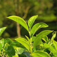 Green Tea Extract for Ear Blood Flow Circulation