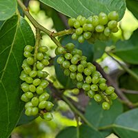 Gymnema Sylvestre for Natural Auditory Support